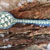 Löffel Unikat 18 cm, 2. Wahl^Bunzlauer Keramik Hot