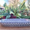 Schale / Platte, 26 x 16 x 3 cm, 900 ml, Tradition 24 - polonaise poterie - BSN 10718^Bunzlauer Keramik Hot